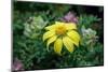 Yellow daisy bush, endemic to Floreana Island, Galapagos Islands, Ecuador.-Adam Jones-Mounted Photographic Print