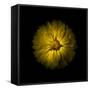Yellow Daisy Mum-Brian Carson-Framed Stretched Canvas