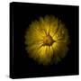 Yellow Daisy Mum-Brian Carson-Stretched Canvas