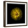 Yellow Daisy Mum-Brian Carson-Framed Photo