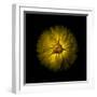 Yellow Daisy Mum-Brian Carson-Framed Photo