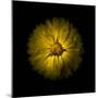 Yellow Daisy Mum-Brian Carson-Mounted Photo