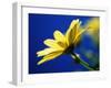 Yellow Daisy-Mitch Diamond-Framed Photographic Print