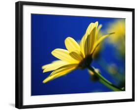 Yellow Daisy-Mitch Diamond-Framed Photographic Print