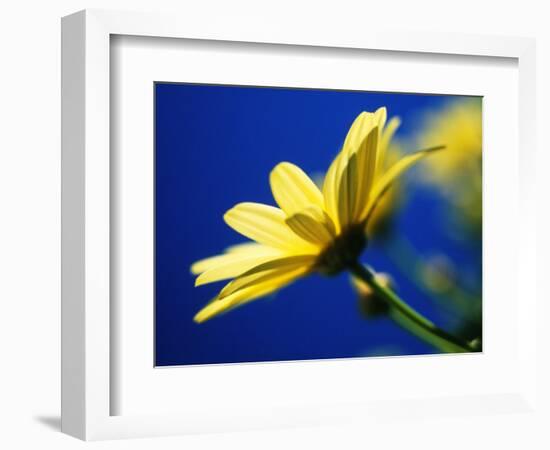 Yellow Daisy-Mitch Diamond-Framed Photographic Print