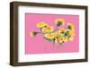 Yellow Dandelions on Pink-Ania Zwara-Framed Photographic Print