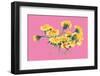 Yellow Dandelions on Pink-Ania Zwara-Framed Photographic Print