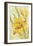 Yellow Day Lily-Cheri Blum-Framed Art Print