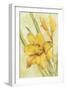 Yellow Day Lily-Cheri Blum-Framed Art Print