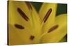 Yellow daylily flower close-up-Anna Miller-Stretched Canvas