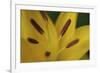 Yellow daylily flower close-up-Anna Miller-Framed Photographic Print