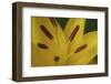 Yellow daylily flower close-up-Anna Miller-Framed Photographic Print