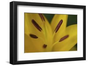 Yellow daylily flower close-up-Anna Miller-Framed Photographic Print