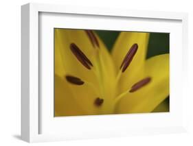 Yellow daylily flower close-up-Anna Miller-Framed Photographic Print