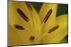 Yellow daylily flower close-up-Anna Miller-Mounted Photographic Print