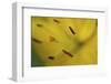 Yellow daylily flower close-up-Anna Miller-Framed Photographic Print