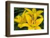 Yellow daylily, USA-Lisa Engelbrecht-Framed Photographic Print