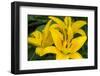 Yellow daylily, USA-Lisa Engelbrecht-Framed Photographic Print