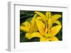 Yellow daylily, USA-Lisa Engelbrecht-Framed Photographic Print