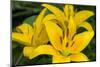 Yellow daylily, USA-Lisa Engelbrecht-Mounted Photographic Print