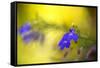 Yellow Depth-Philippe Sainte-Laudy-Framed Stretched Canvas