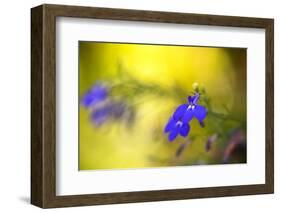 Yellow Depth-Philippe Sainte-Laudy-Framed Photographic Print