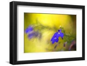 Yellow Depth-Philippe Sainte-Laudy-Framed Photographic Print