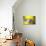 Yellow Depth-Philippe Sainte-Laudy-Photographic Print displayed on a wall