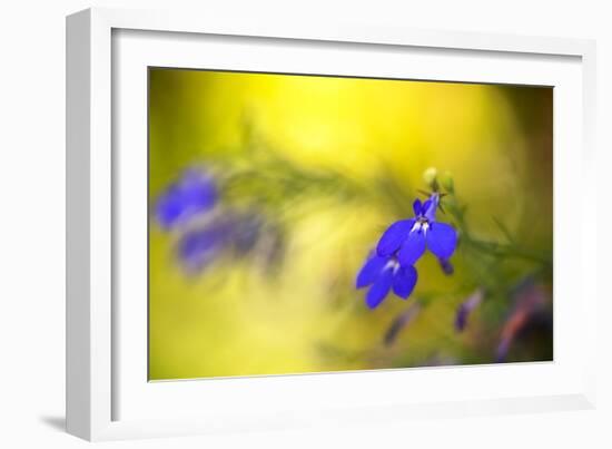 Yellow Depth-Philippe Sainte-Laudy-Framed Photographic Print