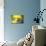 Yellow Depth-Philippe Sainte-Laudy-Mounted Photographic Print displayed on a wall