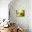 Yellow Depth-Philippe Sainte-Laudy-Mounted Photographic Print displayed on a wall