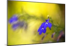 Yellow Depth-Philippe Sainte-Laudy-Mounted Photographic Print