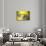 Yellow Depth-Philippe Sainte-Laudy-Stretched Canvas displayed on a wall