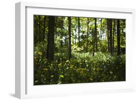 Yellow Doronicum Pardalianches, in the Dappled Light That Filters Through the Woodland Trees Canopy-Pedro Silmon-Framed Photographic Print