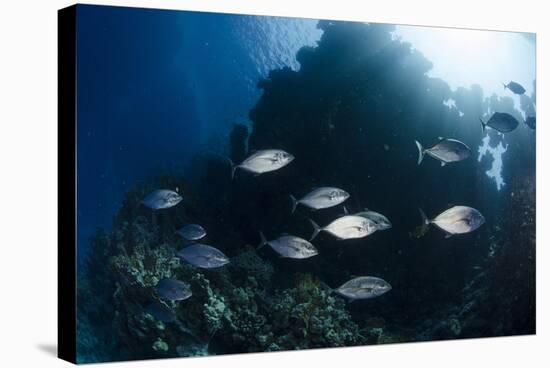 Yellow-Dotted Trevally (Carangoides Fulvoguttatus) Shoal-Mark Doherty-Stretched Canvas