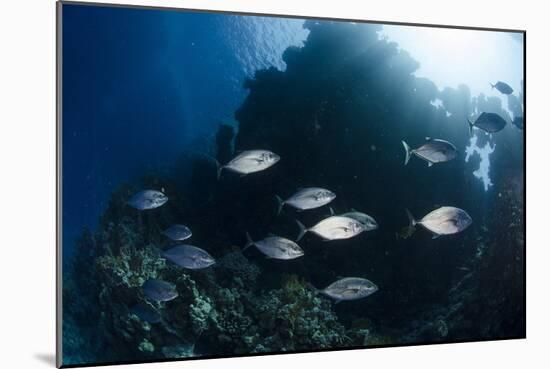 Yellow-Dotted Trevally (Carangoides Fulvoguttatus) Shoal-Mark Doherty-Mounted Photographic Print