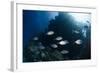 Yellow-Dotted Trevally (Carangoides Fulvoguttatus) Shoal-Mark Doherty-Framed Photographic Print