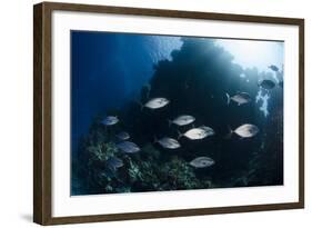 Yellow-Dotted Trevally (Carangoides Fulvoguttatus) Shoal-Mark Doherty-Framed Photographic Print