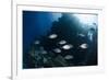 Yellow-Dotted Trevally (Carangoides Fulvoguttatus) Shoal-Mark Doherty-Framed Photographic Print