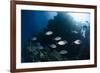 Yellow-Dotted Trevally (Carangoides Fulvoguttatus) Shoal-Mark Doherty-Framed Photographic Print