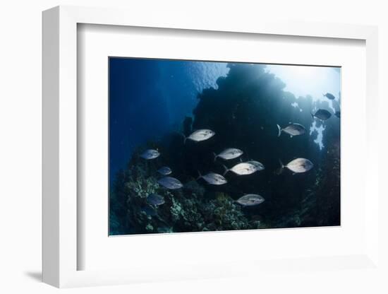 Yellow-Dotted Trevally (Carangoides Fulvoguttatus) Shoal-Mark Doherty-Framed Photographic Print