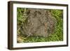 Yellow Dung-Flies Males on Cow-Pat-null-Framed Photographic Print