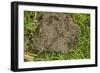 Yellow Dung-Flies Males on Cow-Pat-null-Framed Photographic Print