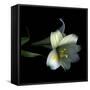 Yellow Dusted Lily-Magda Indigo-Framed Stretched Canvas
