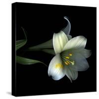 Yellow Dusted Lily-Magda Indigo-Stretched Canvas