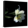 Yellow Dusted Lily-Magda Indigo-Framed Stretched Canvas