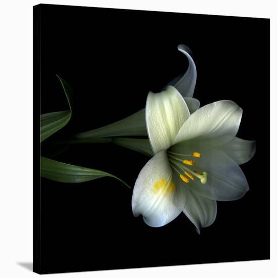 Yellow Dusted Lily-Magda Indigo-Stretched Canvas