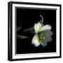 Yellow Dusted Lily-Magda Indigo-Framed Premium Photographic Print