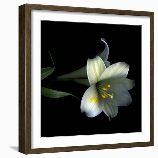 Yellow Dusted Lily-Magda Indigo-Framed Photographic Print