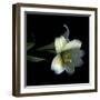 Yellow Dusted Lily-Magda Indigo-Framed Photographic Print